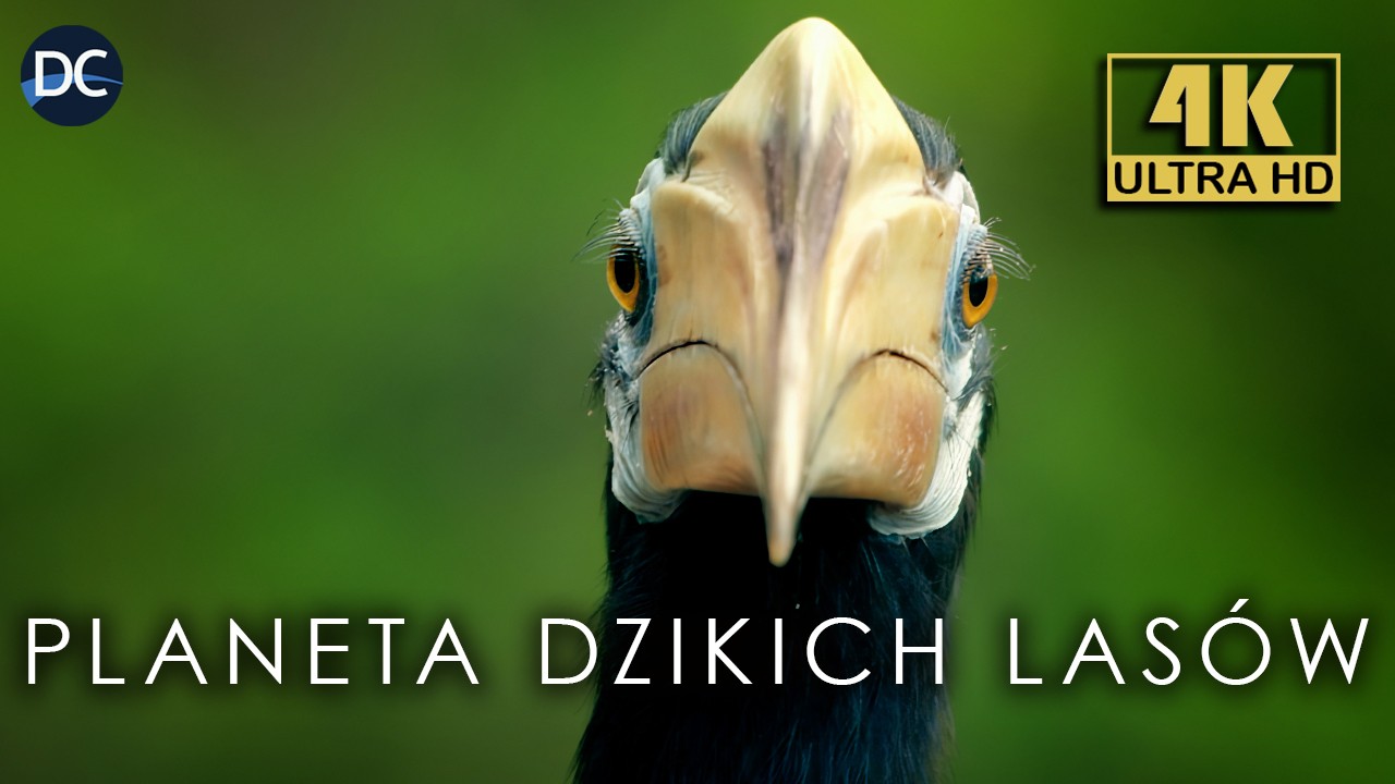 Lasy Deszczowe Borneo - Pradawny Raj | 4K | Seria Dokumentalno - Przyrodnicza | Ochrona przyrody