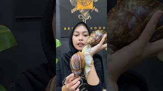 Siput terbesar didunia
