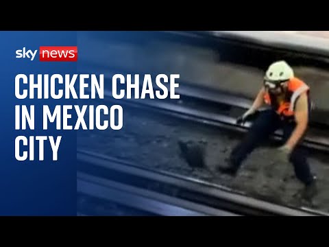 Chicken to go: watch as a bird tries to make its escape in mexico