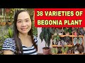 38 VARIETIES OF BEGONIA PLANT + IDENTIFICATION OF BEGONIA + BEGONIA PLANT #begonia #varieties