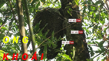 KÝ SỰ SĂN MẬT ONG RỪNG|| TẬP 2: SĂN MẬT ONG KHOÁI|| TÂY BẮC Tube