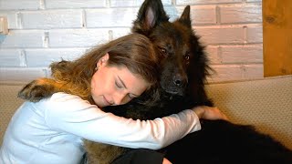 Crying in front of a protection Dog by Buddy & Friends 21,646 views 3 years ago 1 minute, 20 seconds