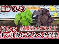 【シソ栽培】植え付け1ヶ月後の必須作業5選!収穫量を倍増させる管理は〇〇です!!