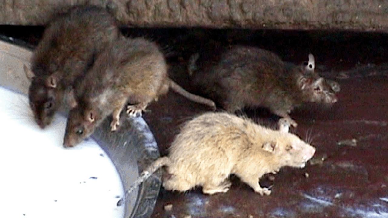 Meet the White Rat Karni Mata Hindu Temple Deshnok Rajasthan India