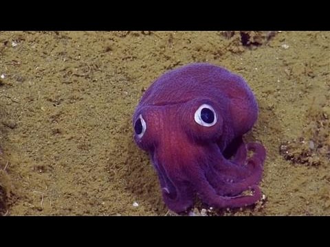Scientists Spot 'Googly-Eyed' Stubby Squid