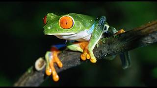 Masters of Camouflage: Photographing Reptiles & Frogs • Daily Dose of Nature
