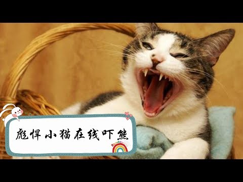 小小的猫咪没想到这么彪悍，竟然把熊吓得上了树