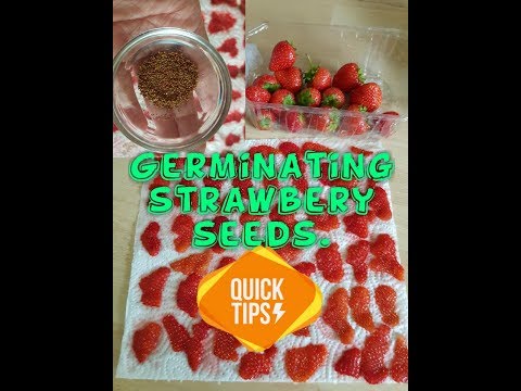 Paano tanggalin ang buto ng strawberry? Germinating strawbery seed.