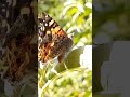 Butterfly, Mariposa mágica naturaleza