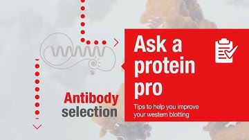 Ask a protein pro - Tips to help you improve your western blotting: Antibody selection