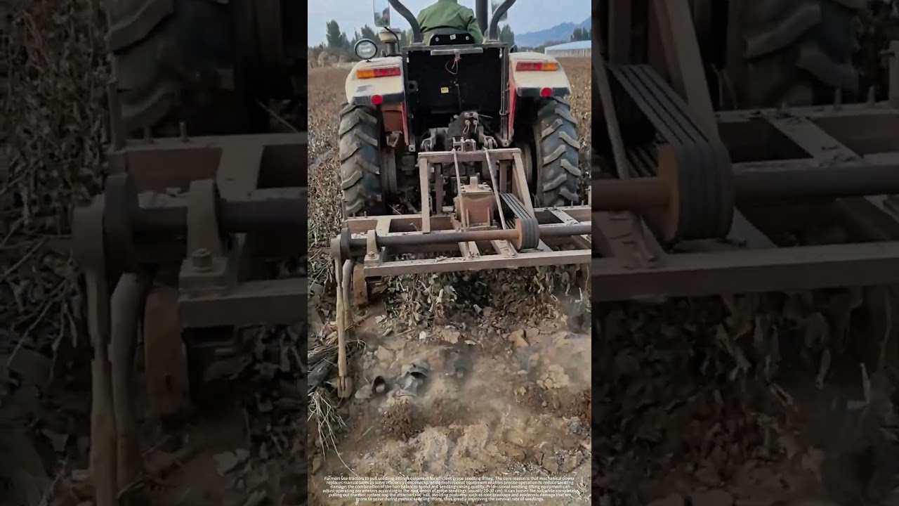 Mechanized grape seedling lifting