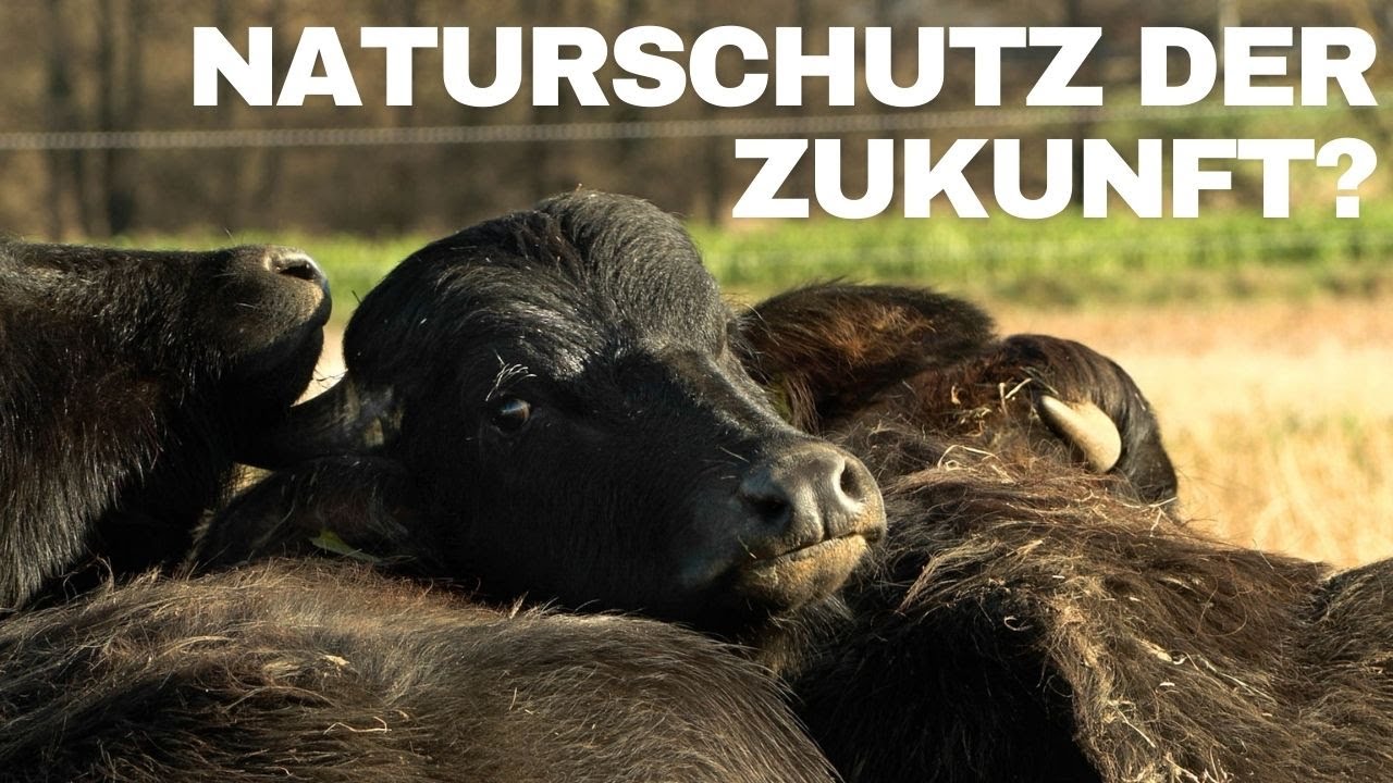 2025 WS - Wasserbüffel – Naturschützer der Zukunft?