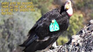 California Condor 726 aka &quot;Little Stinker&quot; at High Peaks