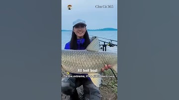 Cá Trắm Đen Khổng Lồ Ở Hồ Tây Đắk Mil #fishing #amazing #tintuc #cauca365