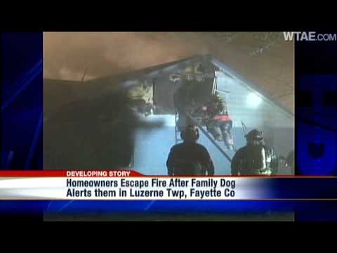 Family Dog Saves Homeowners From Fire - YouTube