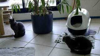 Gic.vladimir Levka - Zvizdas Eva 2010