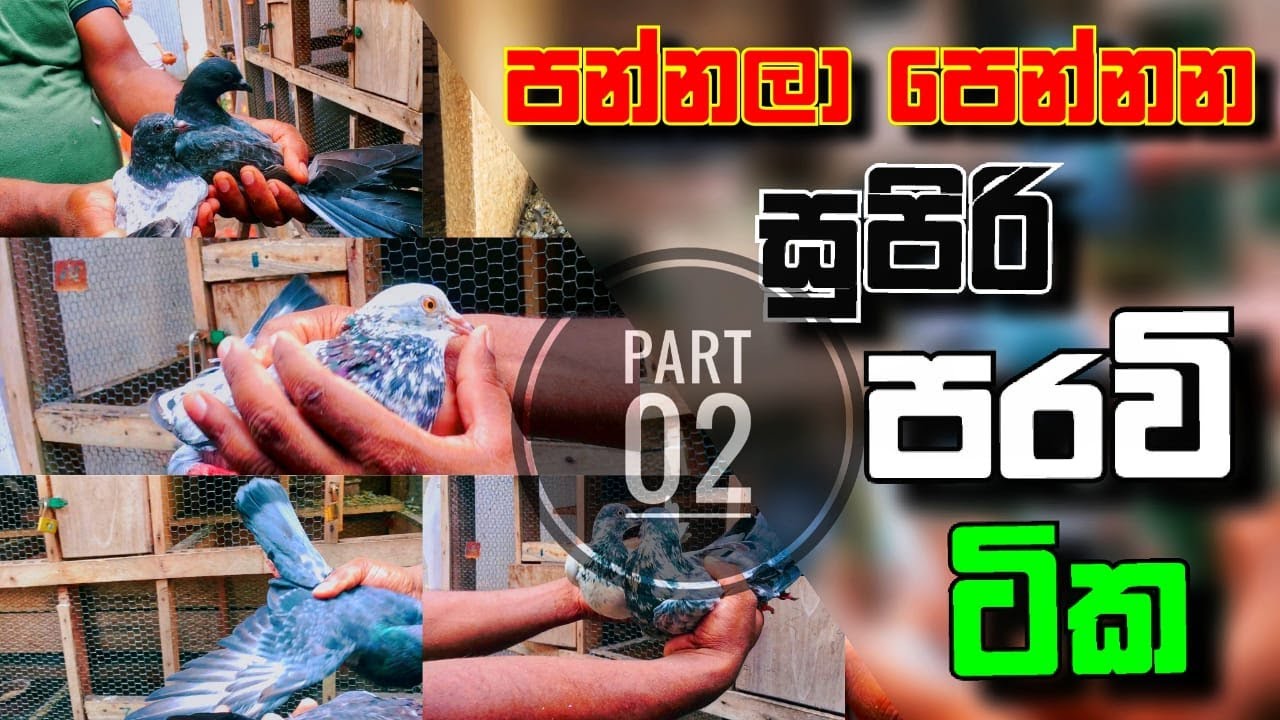 පන්නලා පෙන්නන සුපිරි පරවි ටික(Super pigeons going up in srilanka)