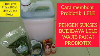 Probiotik Lele terbaik buatan sendiri cepat besar | budidaya lele harus pakai probiotik