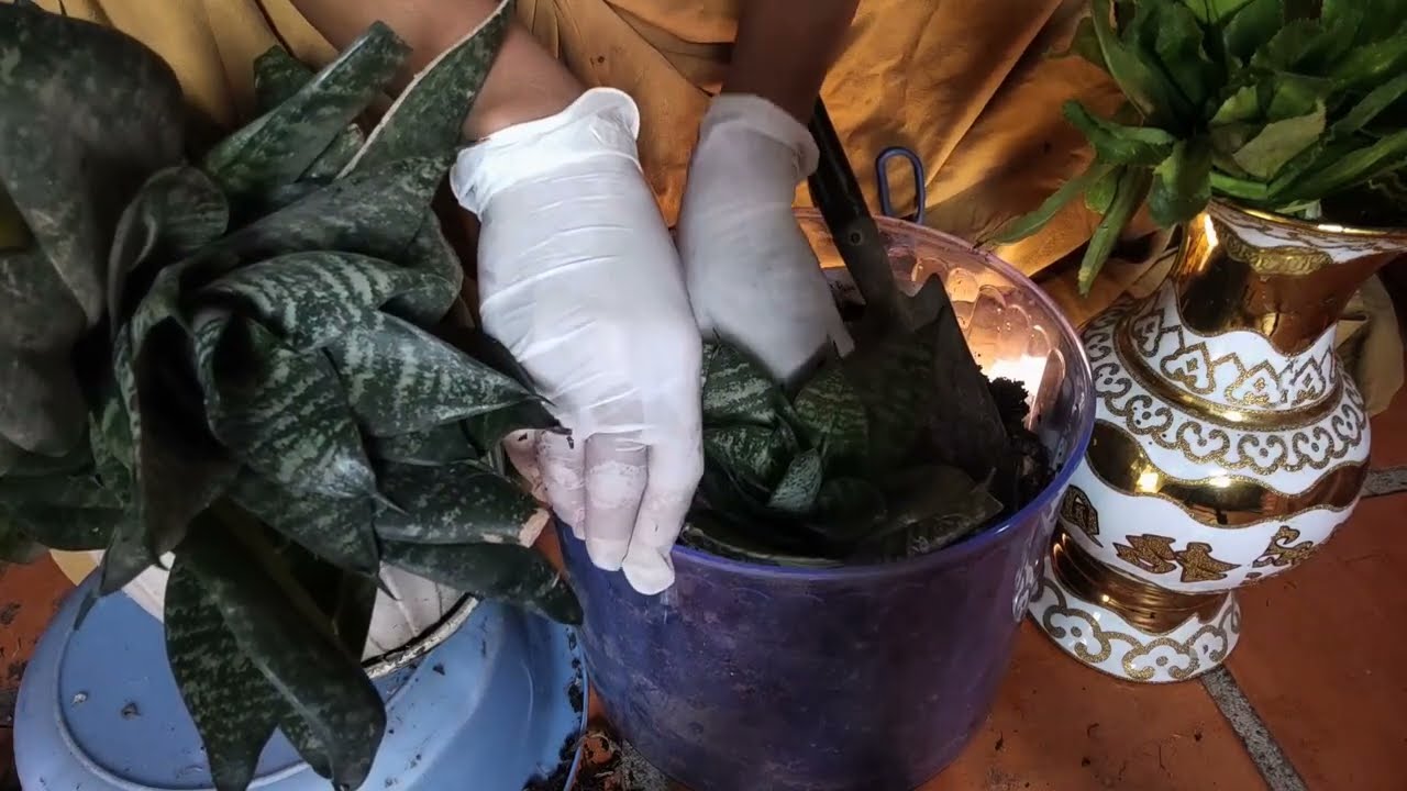 Asli Bunga Daun Ular Mempersiapkan Tanaman