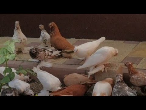 Роль крови и генетики в наследственности голубей. Важно ли паровать по этим параметрам?