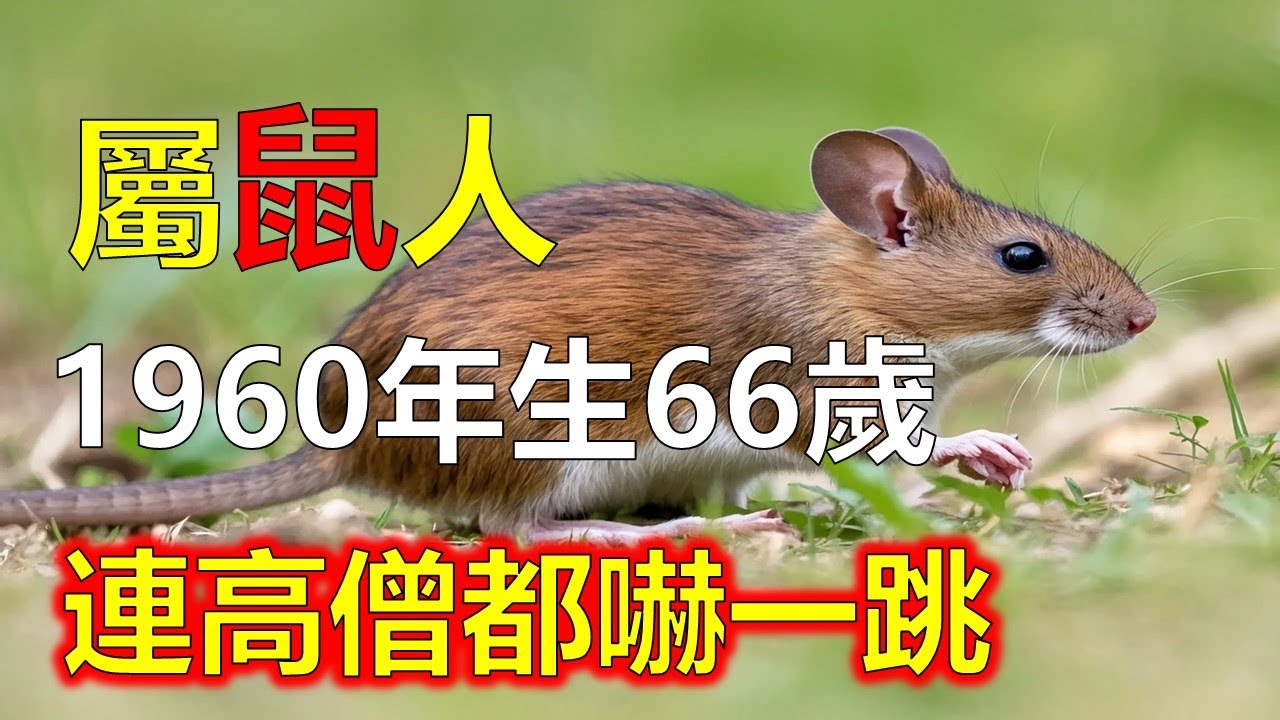 屬鼠人與「福報」的關係：越謙，越旺。命理師常說庚子鼠的福報來自謙虛與耐心。66歲後行「德運」，若能少爭、多讓，將開「三福」──壽福、財福#屬鼠#生肖鼠 #1960 鼠
