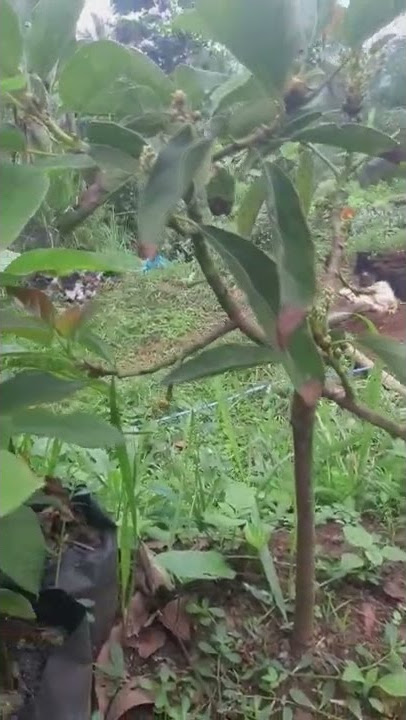 ALPUKAT KALIBENING 1,5 TH