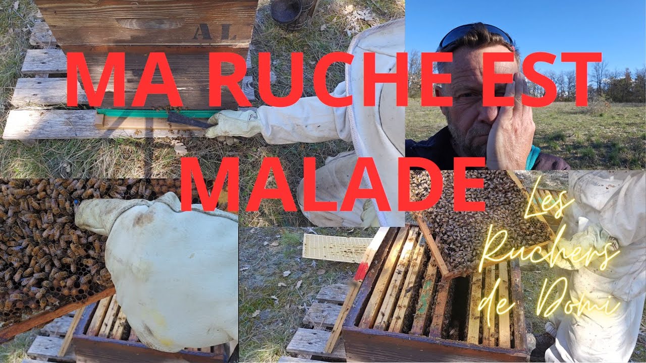 Saison 2 Épisode 9.  3 Avril 2023. De quoi est malade ma ruche ?