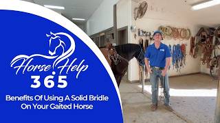 Benefits Of Using A Solid Bridle On Your Gaited Horse | Horse Help - Michael Gascon