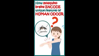 How mosquito brains discriminate between human and other animals? | How mosquitoes find us? |#shorts
