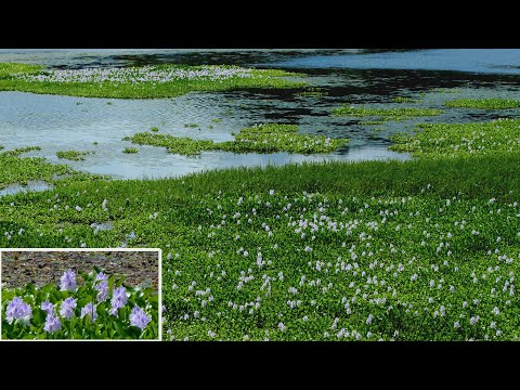 Water Hyacinth, 石土池の「ホテイアオイ」　(4K) 高知県南国市