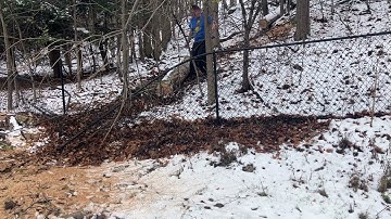 Dead ash tree fell - Using winch + ground anchor to pull logs to landing for processing 😎