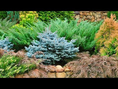 ХВОЙНЫЕ С СИЗО-ГОЛУБОЙ ХВОЕЙ.Picea glauca Pendula/Juniperus horizontalis Blue Chip/Evergreen garden.