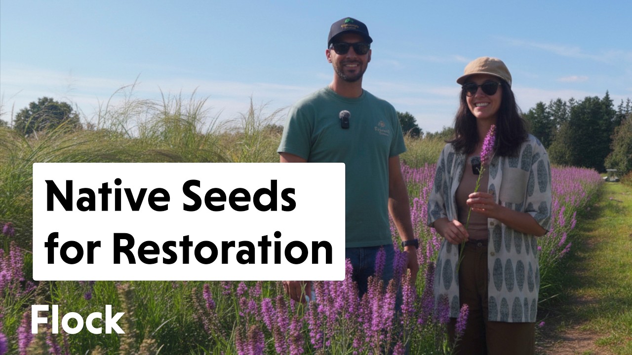 От дикорастущих семян до восстановления: питомник местных растений Pinelands — Эп. 351