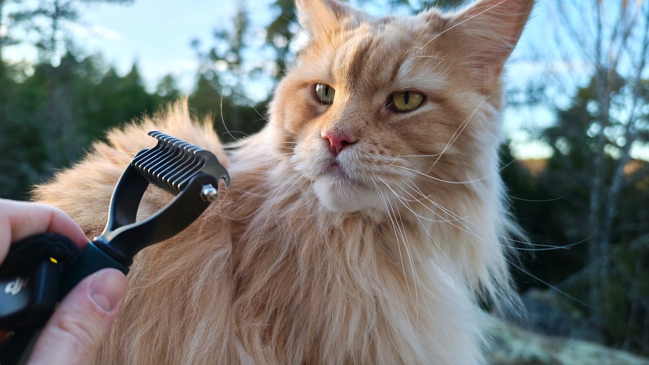 Brushing Buster In the Forest - ASMR