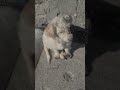 suffering from cold  🥶  dogs 🐕 #viralshort #doggielife #animals #animallife #naturure#youtubeshorts