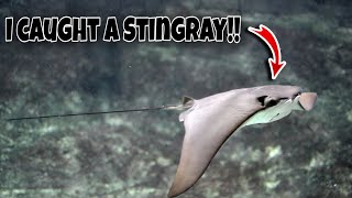I Caught A Beautiful Cownose Stingray
