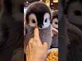 赤ちゃんペンギン　#可愛いペンギン #赤ちゃんペンギン #ペンギンの赤ちゃん