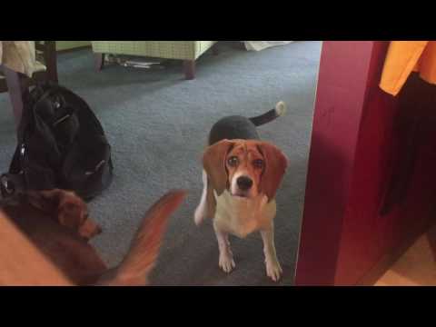 Lucky the Beagle Eating Celery