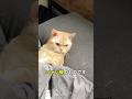 飼い主だけが知っている苦労