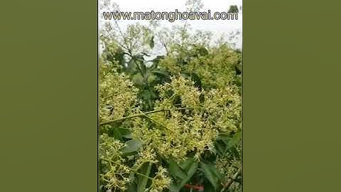 [Mật Ong] Cận cảnh quá trình quay mật ong hoa vải