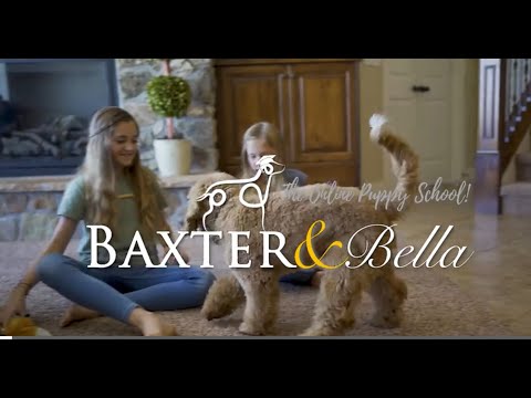 baxter-&-bella---the-online-puppy-school