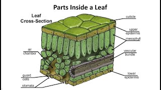 Inside a Leaf