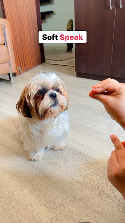 Cutest Dog Training🤗 #dogtraining #shihtzu #dog #ozzutheshihtzu #howtotrainyourdog #cute