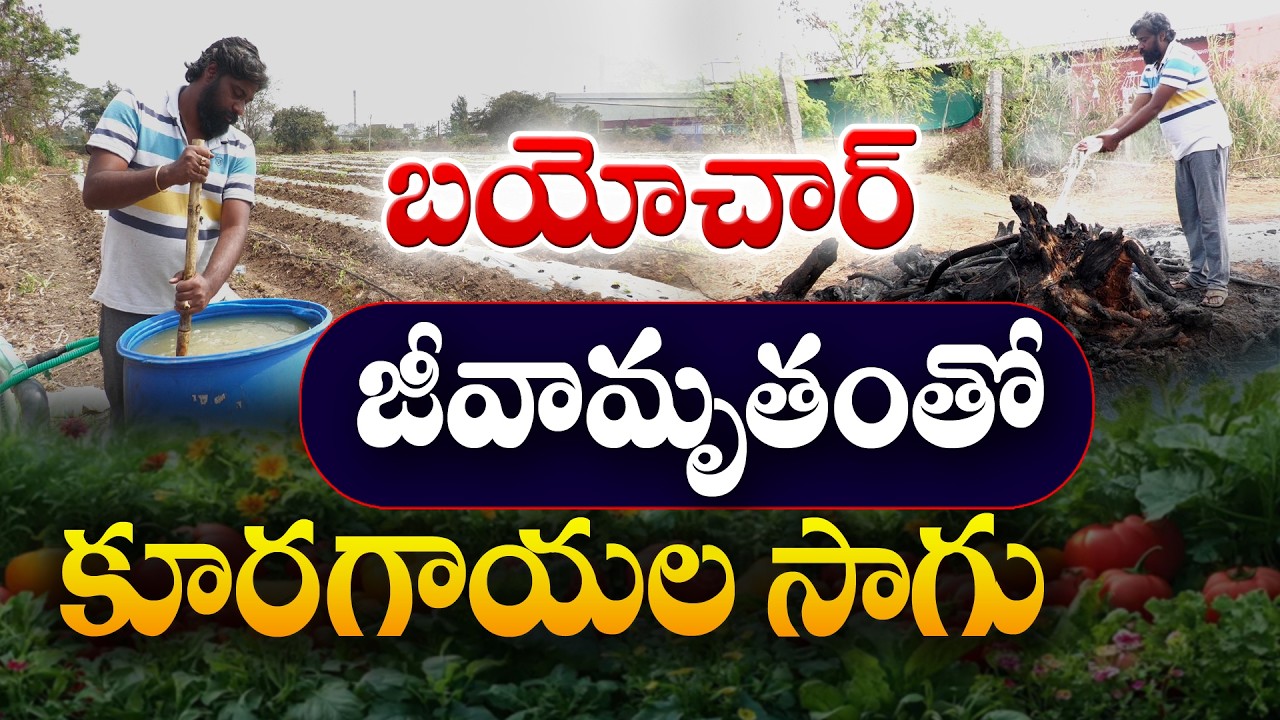 Овощи хорошо растут благодаря биоуглю | Овощеводство | Виджай