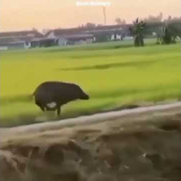 PENGEN BANTER MENDING NUMPAK CELENG