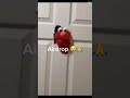 #funny airdrop