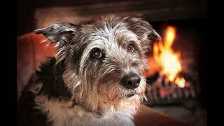 Why Does My Senior Dog Groan A Lot?