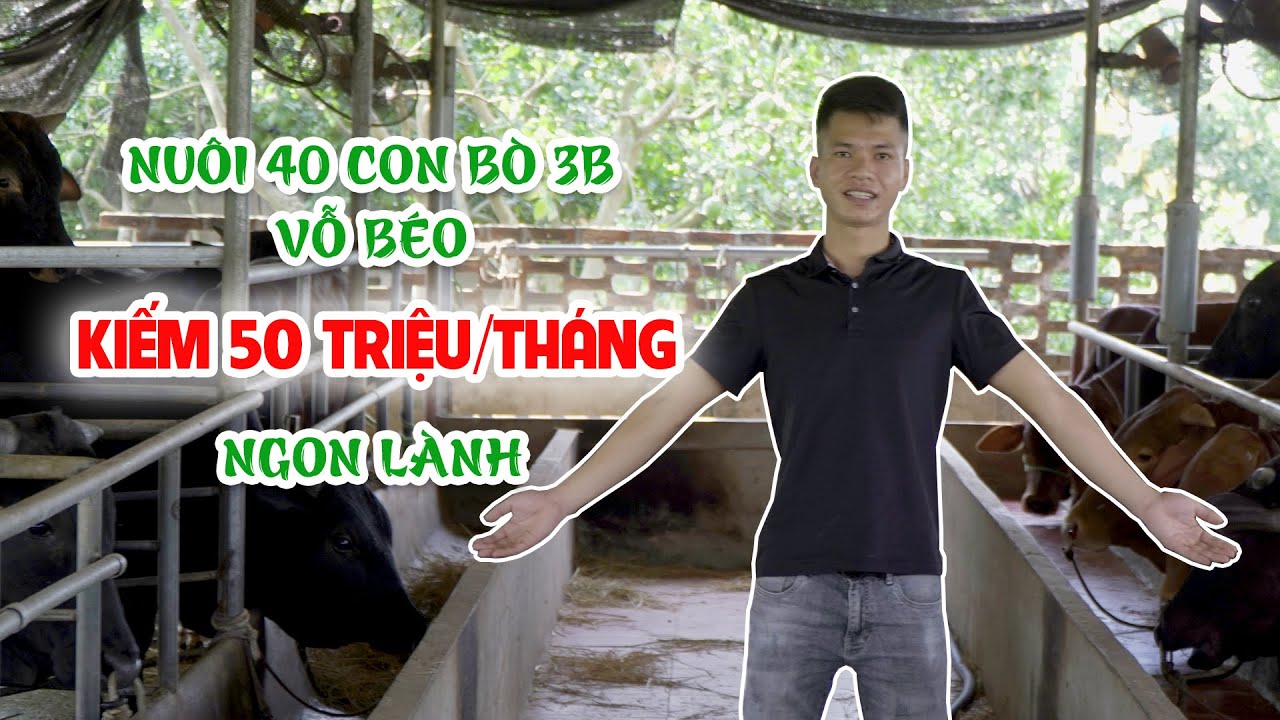 Thu 50 triệu/tháng từ mô hình nuôi bò 3B vỗ béo || Cách nuôi bò vỗ béo hiệu quả cho lợi nhuận khủng