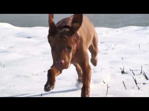 hd-1080i---hungarian-vizsla-puppy-(5-months)-super-slow-motion