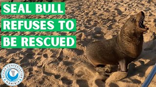 Seal Bull Refuses To Be Rescued